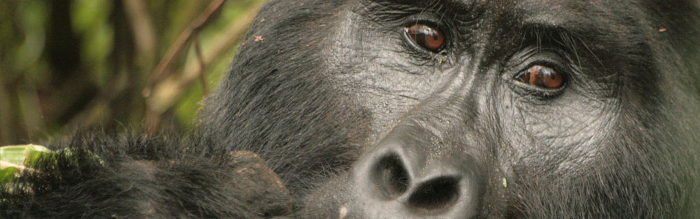 The park is a sanctuary for colobus monkeys, chimpanzees and many birds (such as hornbills and turacos). Bwindi impenetrable is perhaps most notable for the 480 mountain gorillas.